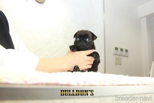 成約済の東京都のパグ-156485の4枚目