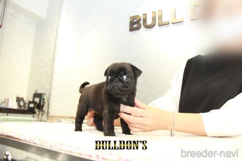 成約済の東京都のパグ-156485の3枚目