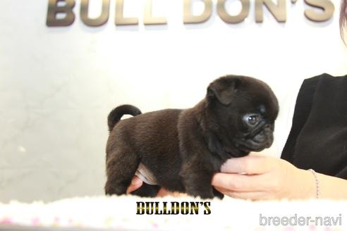 成約済の東京都のパグ-156485の2枚目