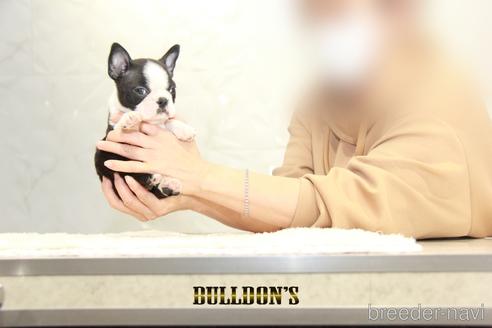 成約済の東京都のボストンテリア-156494の6枚目