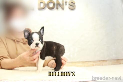 成約済の東京都のボストンテリア-156494の2枚目