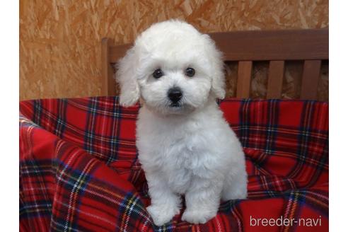 宮城県のトイプードル 女の子 21 09 18生まれ ホワイト 白 子犬id ブリーダーナビ