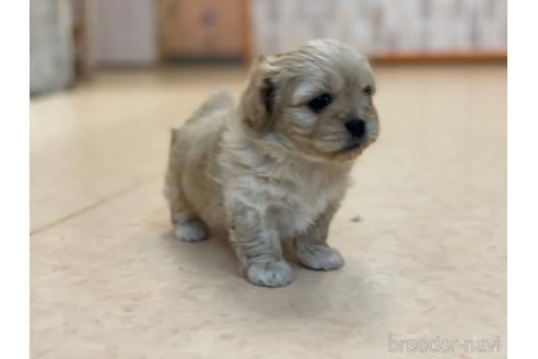 成約済の神奈川県のミックス犬-156551の7枚目