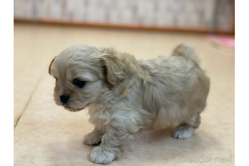 成約済の神奈川県のミックス犬-156551の2枚目