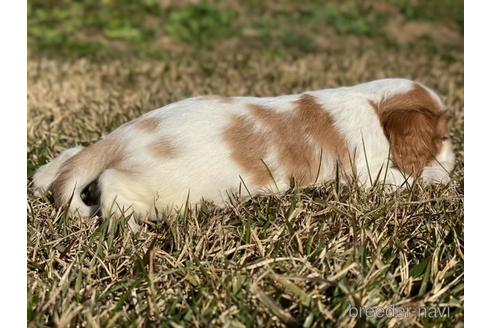 成約済の長野県のキャバリアキングチャールズスパニエル-156550の4枚目