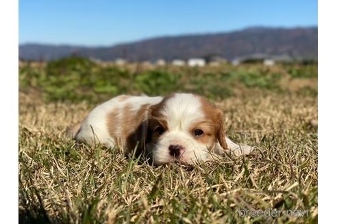 成約済の長野県のキャバリアキングチャールズスパニエル-156550の3枚目