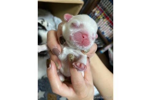 成約済の大阪府のペキニーズ-156554の22枚目