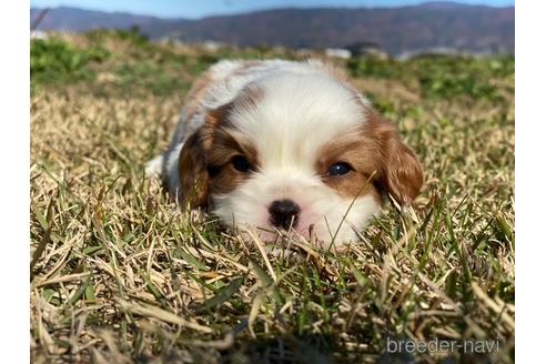 成約済の長野県のキャバリアキングチャールズスパニエル-156558の1枚目