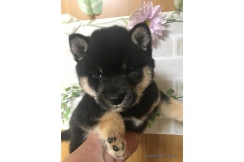 成約済の長崎県の柴犬-156561