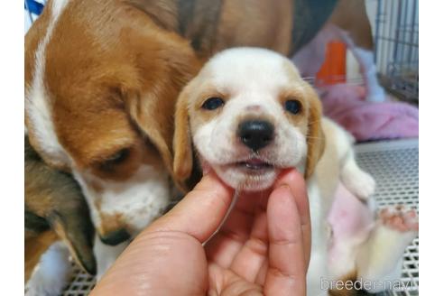 成約済の愛知県のビーグル-155574の5枚目