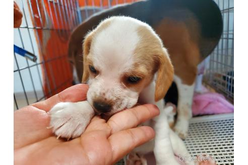 成約済の愛知県のビーグル-155574の6枚目