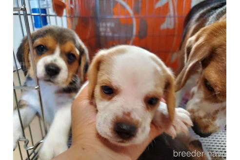 成約済の愛知県のビーグル-155574の3枚目