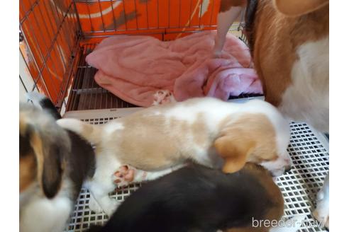 成約済の愛知県のビーグル-155574の4枚目