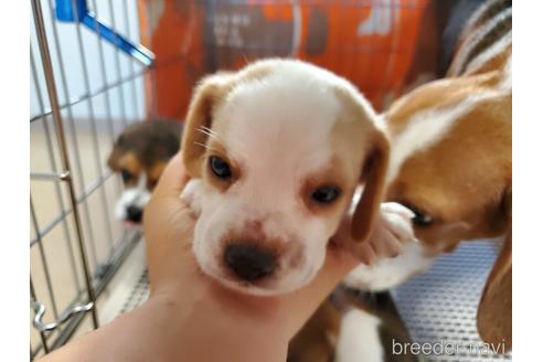 成約済の愛知県のビーグル-155574の1枚目