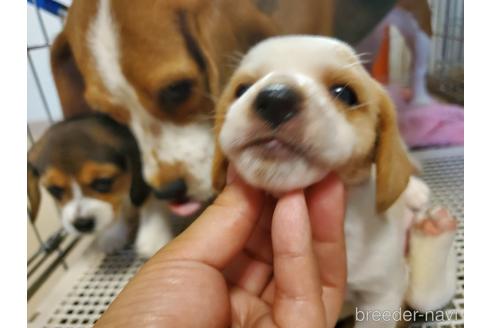 成約済の愛知県のビーグル-155574の2枚目