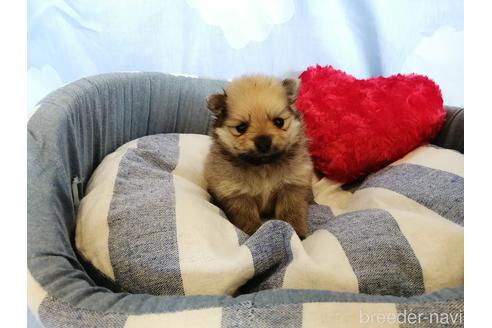 成約済の埼玉県のポメラニアン-156574の1枚目