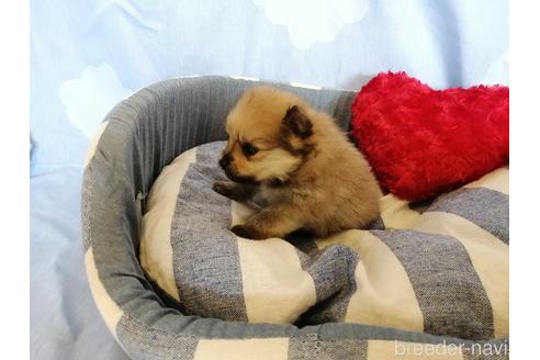 成約済の埼玉県のポメラニアン-156574の3枚目