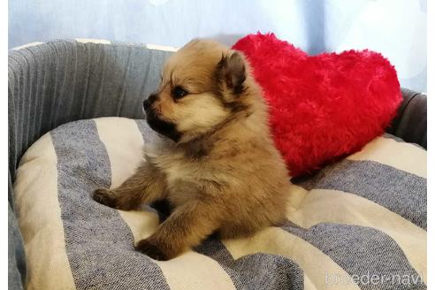 成約済の埼玉県のポメラニアン-156574の2枚目