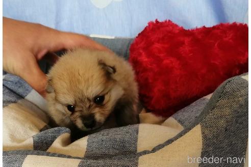 成約済の埼玉県のポメラニアン-156576の3枚目