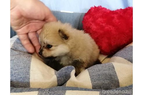 成約済の埼玉県のポメラニアン-156576の2枚目