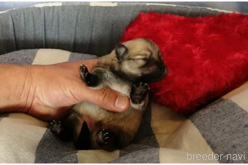 成約済の埼玉県のポメラニアン-156583の2枚目