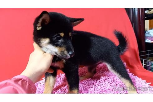 成約済の沖縄県の柴犬-156593の2枚目