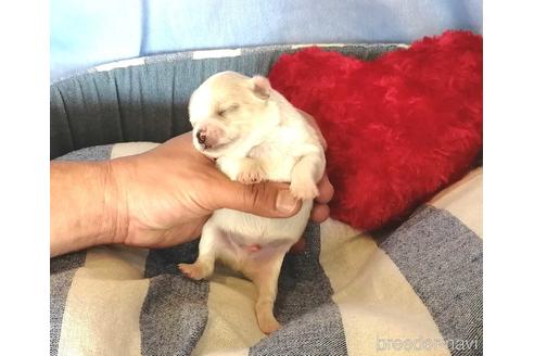 成約済の埼玉県のチワワ(ロングコート)-156610の7枚目