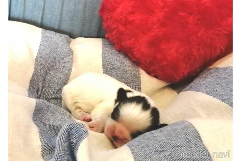 成約済の埼玉県のシーズー-156621の1枚目