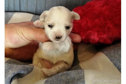 成約済の埼玉県のマルチーズ-156620の3枚目