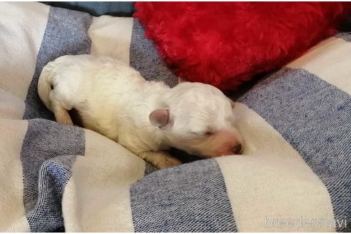 成約済の埼玉県のビションフリーゼ-156630の5枚目