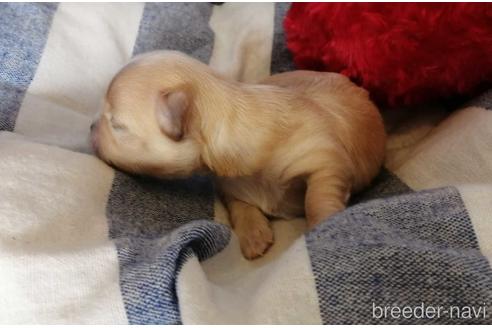 成約済の埼玉県のチワワ(ロングコート)-156579の3枚目
