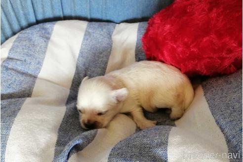 成約済の埼玉県のチワワ(ロングコート)-156580の4枚目