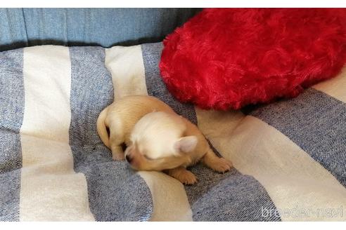 成約済の埼玉県のチワワ(ロングコート)-156581の5枚目
