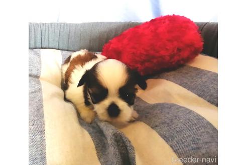 成約済の埼玉県のシーズー-156587の3枚目
