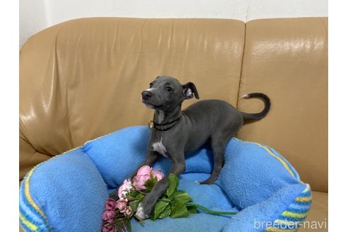 成約済の栃木県のイタリアングレーハウンド(イタグレ)-153032の2枚目