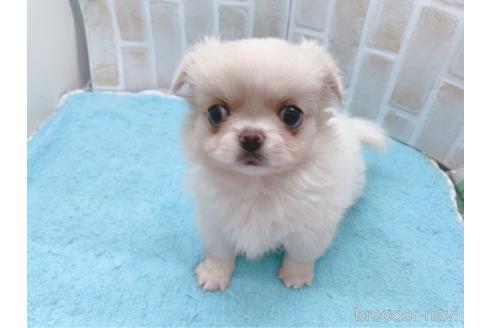 成約済の東京都のミックス犬-156717の21枚目