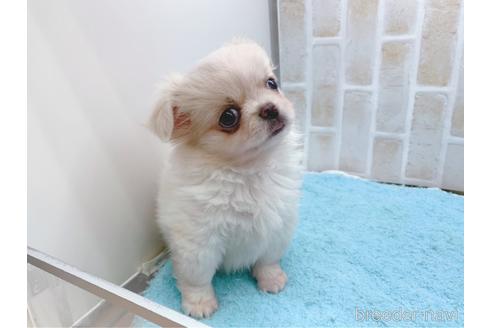 成約済の東京都のミックス犬-156717の30枚目