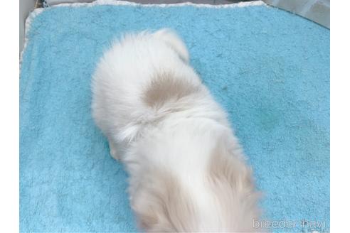 成約済の東京都のミックス犬-156717の29枚目