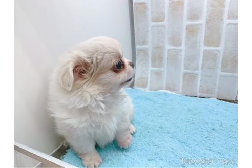 成約済の東京都のミックス犬-156717の28枚目