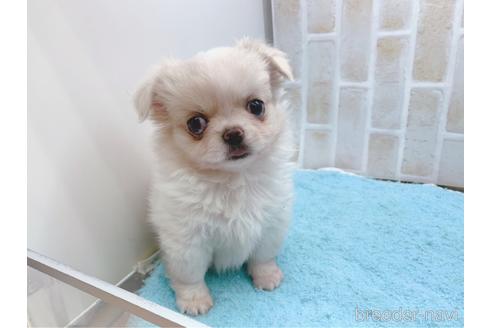 成約済の東京都のミックス犬-156717の27枚目