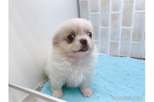 成約済の東京都のミックス犬-156717の26枚目