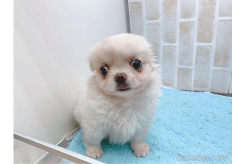 成約済の東京都のミックス犬-156717の25枚目