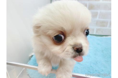 成約済の東京都のミックス犬-156717の24枚目