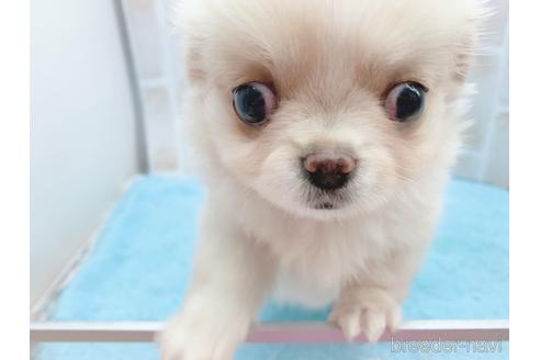 成約済の東京都のミックス犬-156717の23枚目