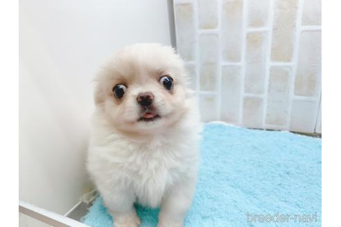 成約済の東京都のミックス犬-156717の22枚目