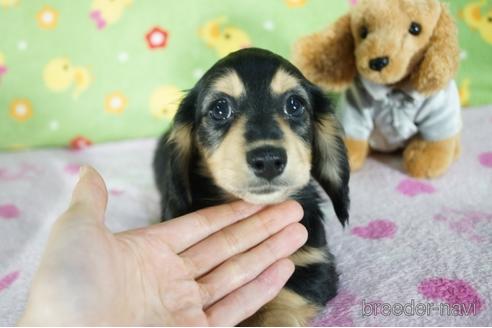 成約済の兵庫県のミニチュアダックスフンド(ロングヘアード)-156734の1枚目