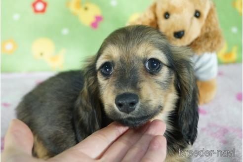 成約済の兵庫県のミニチュアダックスフンド(ロングヘアード)-156746の1枚目