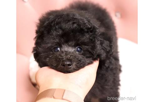 成約済の宮城県のタイニープードル-156754の2枚目