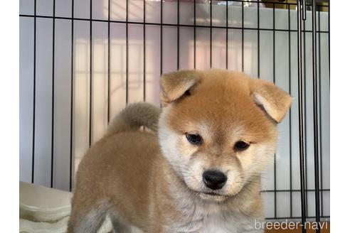 成約済の岡山県の柴犬-156761