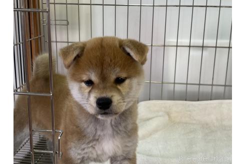 成約済の岡山県の柴犬-156761の5枚目